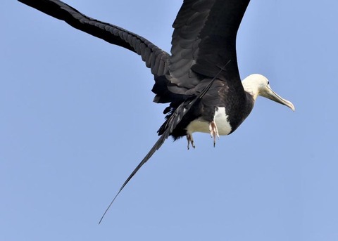 オオグンカンドリB3859