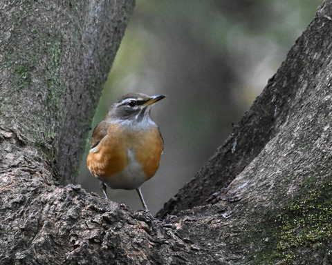 マミチャジナイ4358