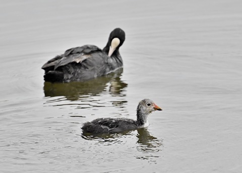 オオバン親子6005