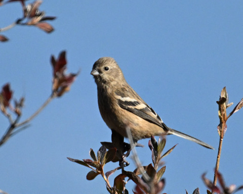 ベニマシコ♀4617
