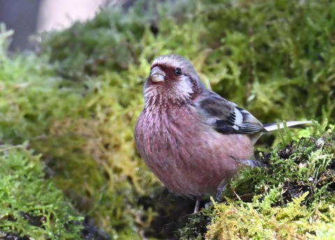 ベニマシコ♂6935