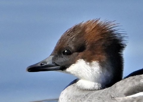 ミコアイサ0002(0159)