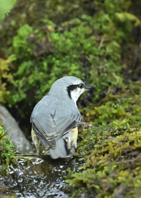 ゴジュウカラ1324