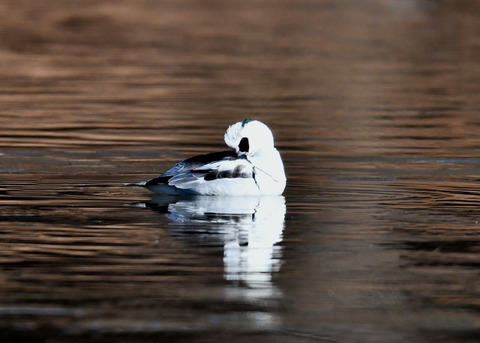 ミコアイサ♂8220