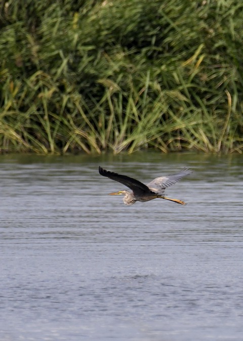 ムラサキサギ6650