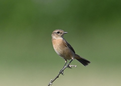 ノビタキ♀1886