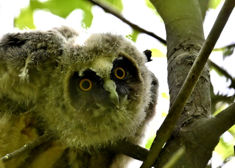 トラフズクのヒナ1559