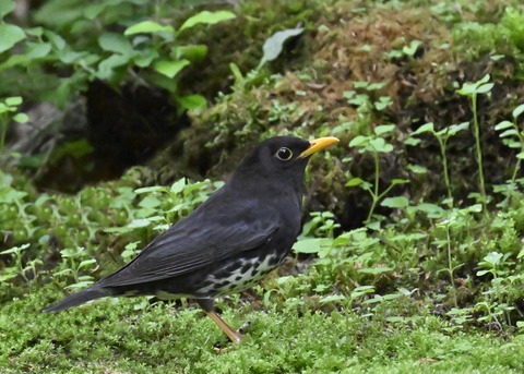クロツグミ♂2705