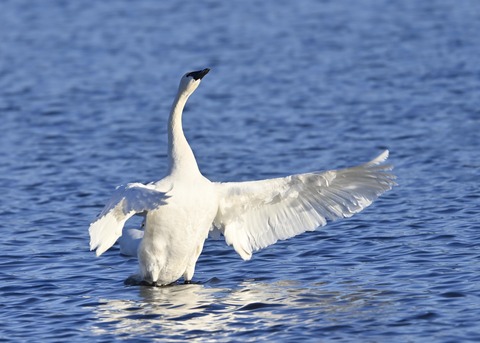 アメリカコハクチョウ9004