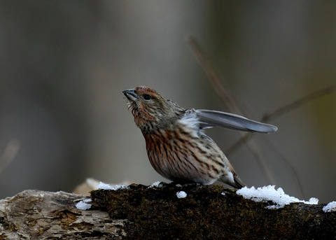 オオマシコ若鳥9604