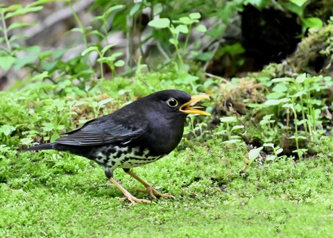 クロツグミ♂2784