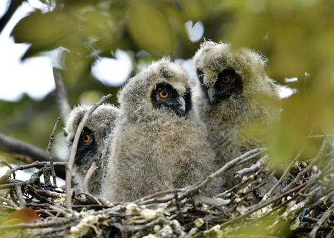 トラフズクのヒナ③④⑤7140