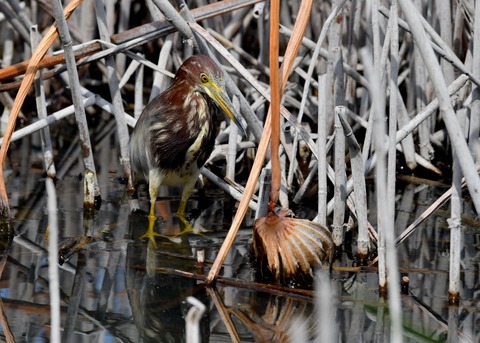 アカガシラサギ1181