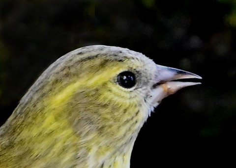 マヒワ♀0003-01
