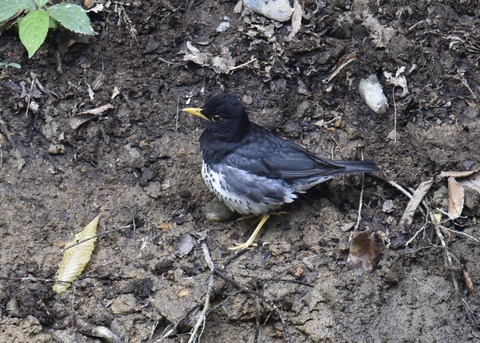 クロツグミ♂3633