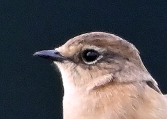 ノビタキ1000