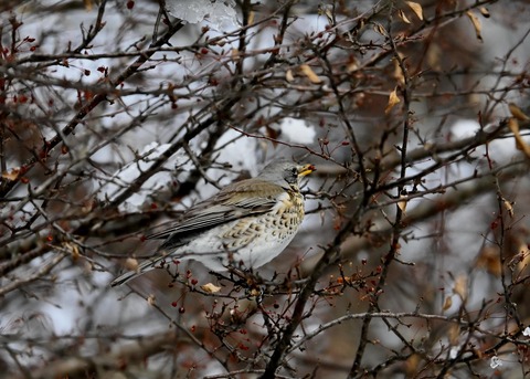ノハラツグミ1419