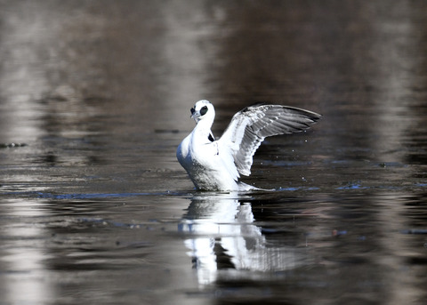 ミコアイサ♂8464