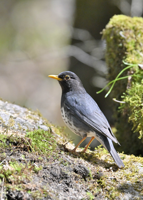 クロツグミ♂5790