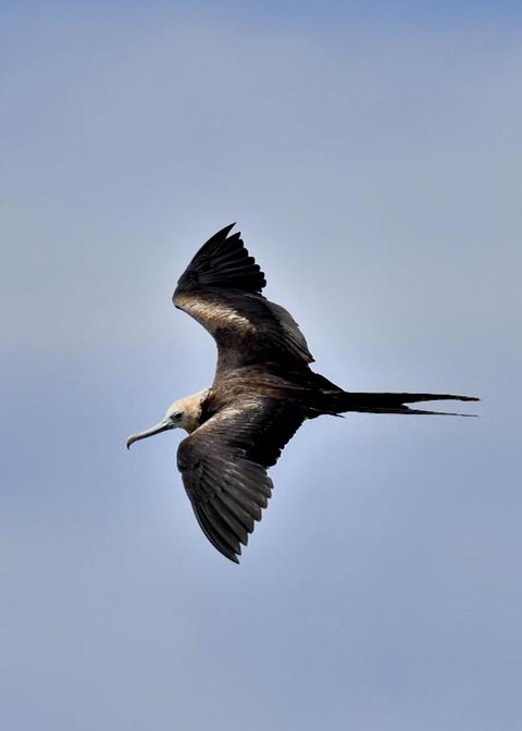 オオグンカンドリ6014