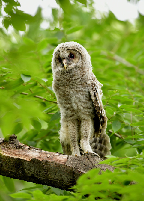 フクロウのヒナ0641