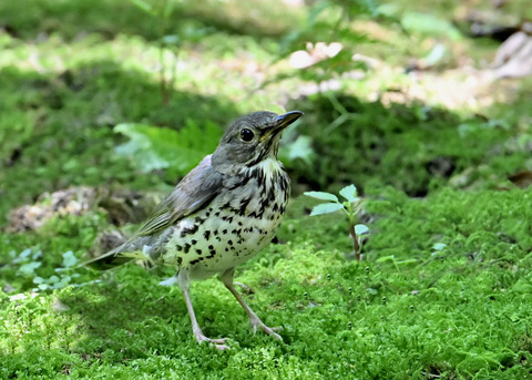 クロツグミ♀幼鳥5384