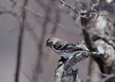 ベニヒワ♀3870