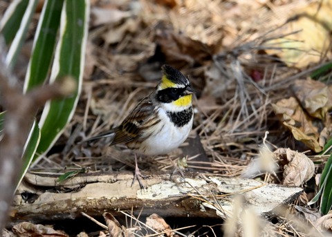 ヤマホオジロ♂4873