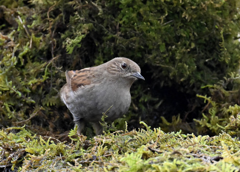カヤクグリ7358