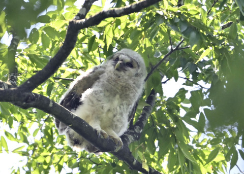 フクロウのヒナ5980