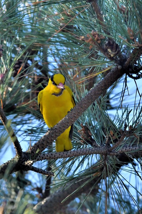 コウライウグイス2786