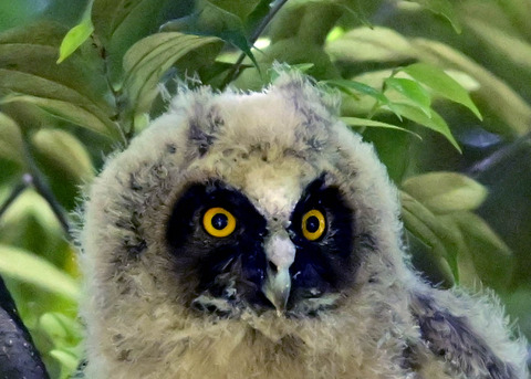 トラフズクのヒナ7001