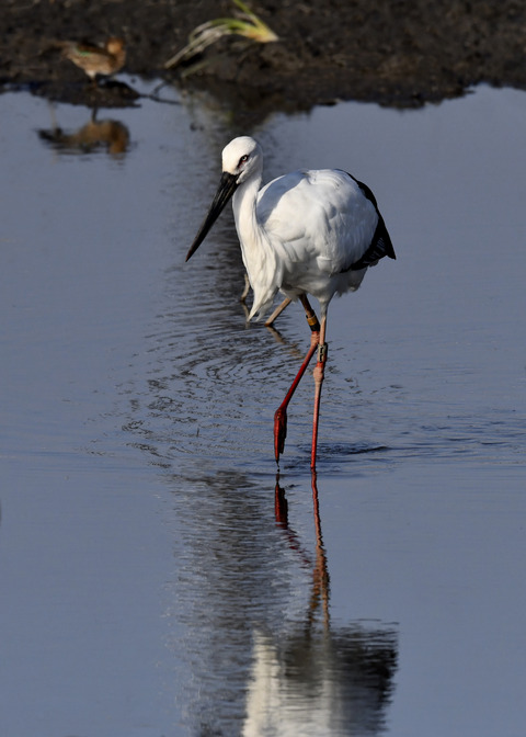 コウノトリ(J0127)6577