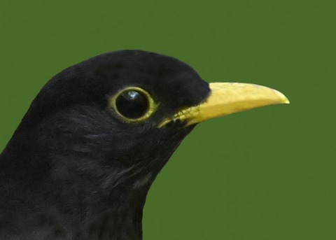 クロツグミ♂3001