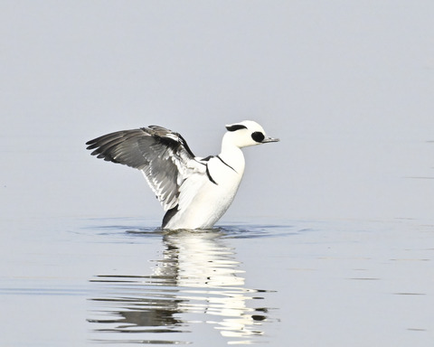羽ばたくミコアイサ♂4881