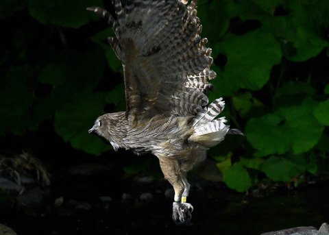 シマフクロウ♀1455