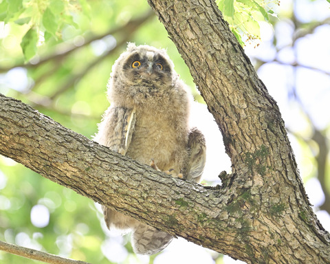 トラフズクの雛3887