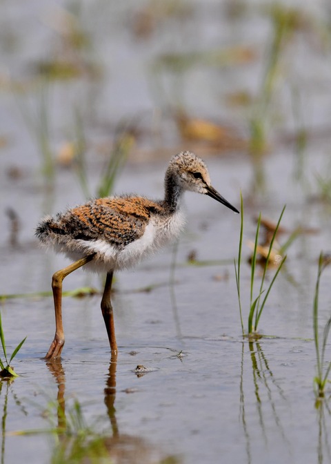 セイタカシギのヒナ5347