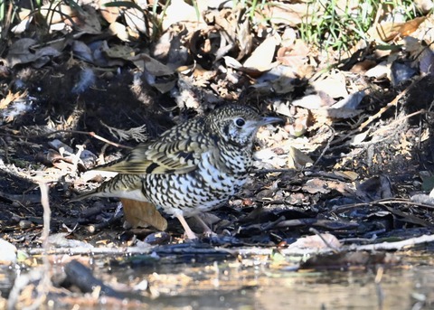 トラツグミ7088