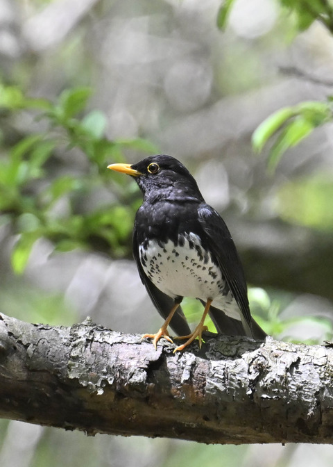 クロツグミ♂3608