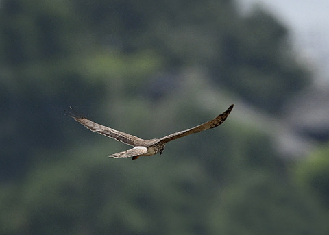 マダラチュウ若♀4579