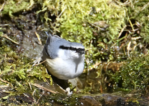 ゴジュウカラ7633