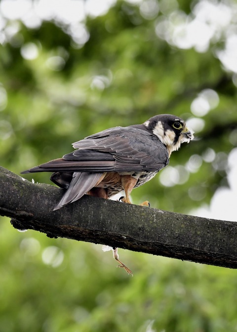 チゴハヤブサ3373