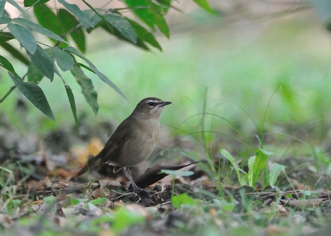 ノゴマ♀9049