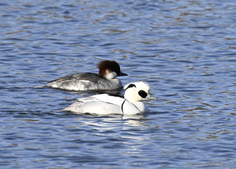 ミコアイサ♂♀4519