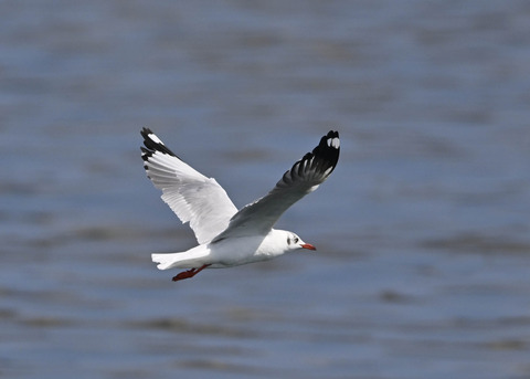 チャガシラカモメ3417