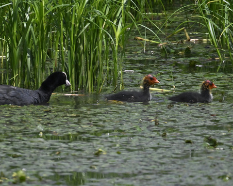 オオバンの親子6136