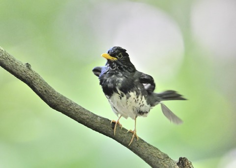 クロツグミ♂0283