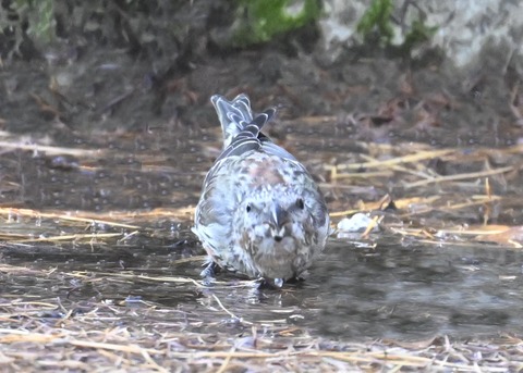 イスカ幼鳥8001