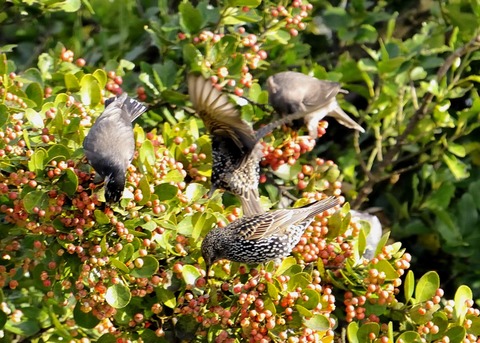 ホシムクドリ7062-01○